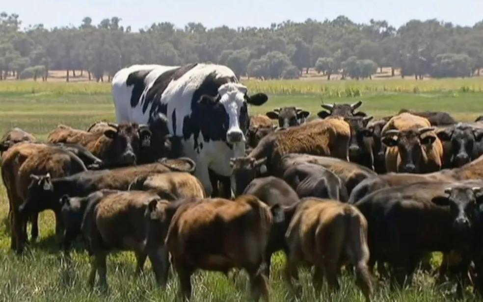 Haverá muitas vacas na América do Sul em gado em 2026 e 2027, diz Minerva | CEO Jornal de Brazilia